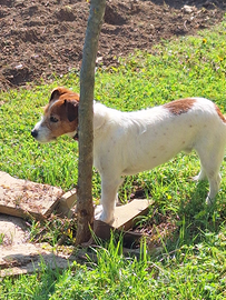 Regalo esemplare jack russel adulto