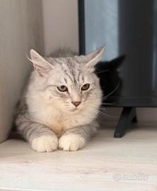 Cuccioli pura razza gatto siberiano ipoallergenico