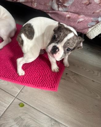 Cucciola