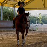 Bravissimo cavallo Quarter horse 16 anni