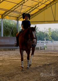 Bravissimo cavallo Quarter horse 16 anni