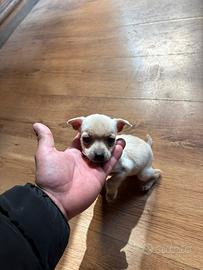 Cuccioli di pinscher