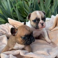 Bulldog francese