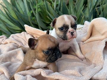 Bulldog francese