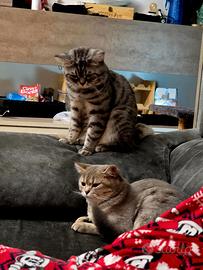 Stupendo scottish stright per accoppiamento