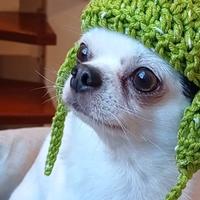 Cappello per Toy chihuahua
