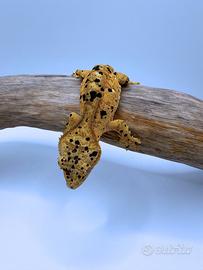 Geco Ciliatus Super Dalmatian