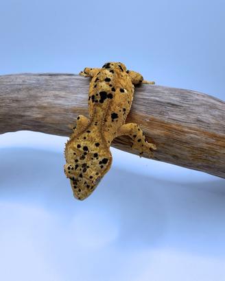 Geco Ciliatus Super Dalmatian