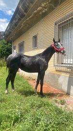 Animali