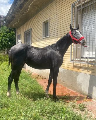 Animali