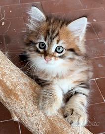Disponibile un gattino siberiano con pedigree
