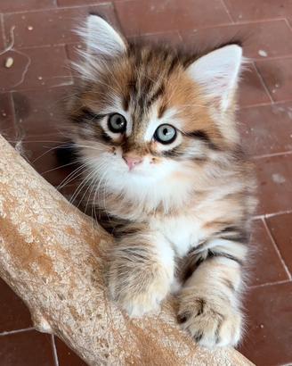 Disponibile un gattino siberiano con pedigree