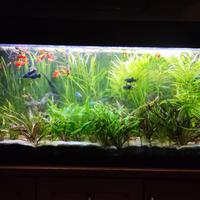 Piante per acquario varie specie
