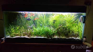 Piante per acquario varie specie