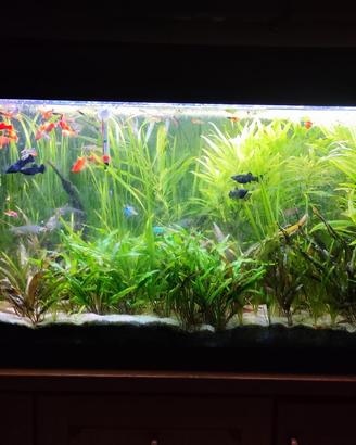 Piante per acquario varie specie