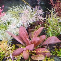 composizione piante  acquario 