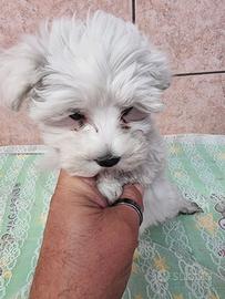 cucciola maltese mini toy