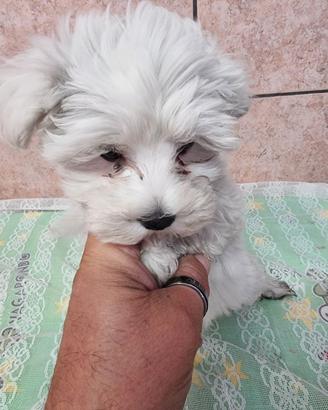cucciola maltese mini toy
