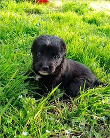 Cucciole in adozione