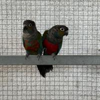 Pyrrhura perlata perlata