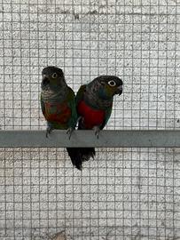 Pyrrhura perlata perlata