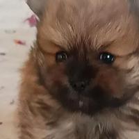 Spitz