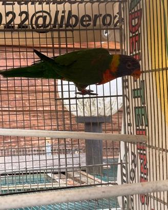 Lori arcobaleno