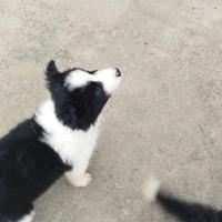 Border collie