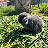 Conigli ariete minilop