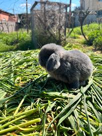 Conigli ariete minilop