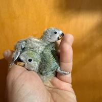 Pappagalli inseparabili