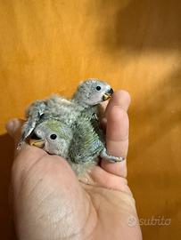 Pappagalli inseparabili