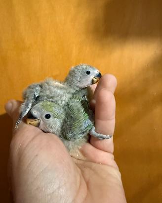 Pappagalli inseparabili