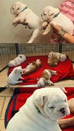 Cuccioli Bulldog Inglese
