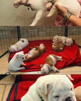 Cuccioli Bulldog Inglese