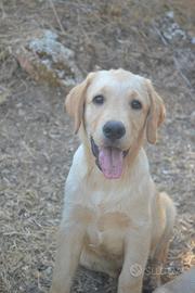 Labrador Retriever