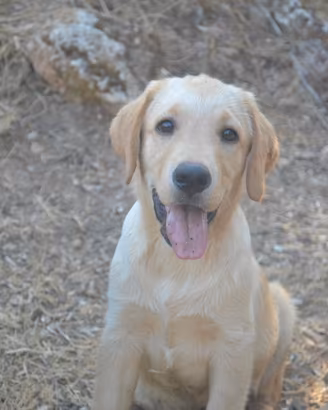 Labrador Retriever
