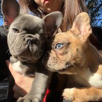 Cucciolo di bulldog francese blue occhi chiari