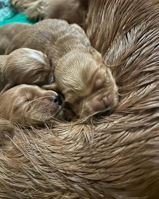 Cuccioli di cocker con pedigree