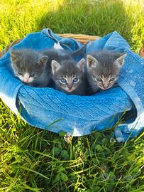 Gattini mix simil certosini
