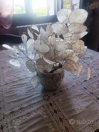 Semi di lunaria