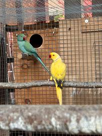 Parrocchetto dal collare