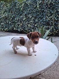 Cucciolo di Jack Russel Terrier Maschio