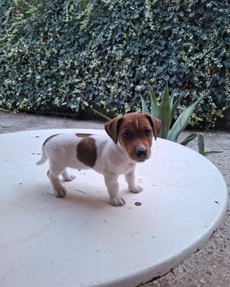 Cucciolo di Jack Russel Terrier Maschio