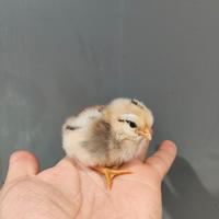 Pulcini titina siciliana