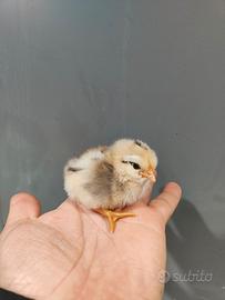 Pulcini titina siciliana