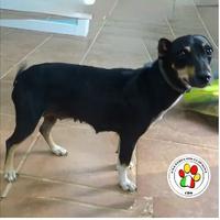 Femmina meticcia - 2 anni circa - taglia piccola