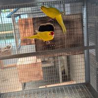 Pulli pappagalli kakariki