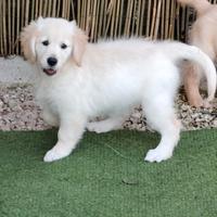 Golden retriever pedigree enci