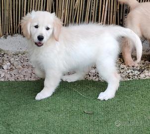 Golden retriever pedigree enci